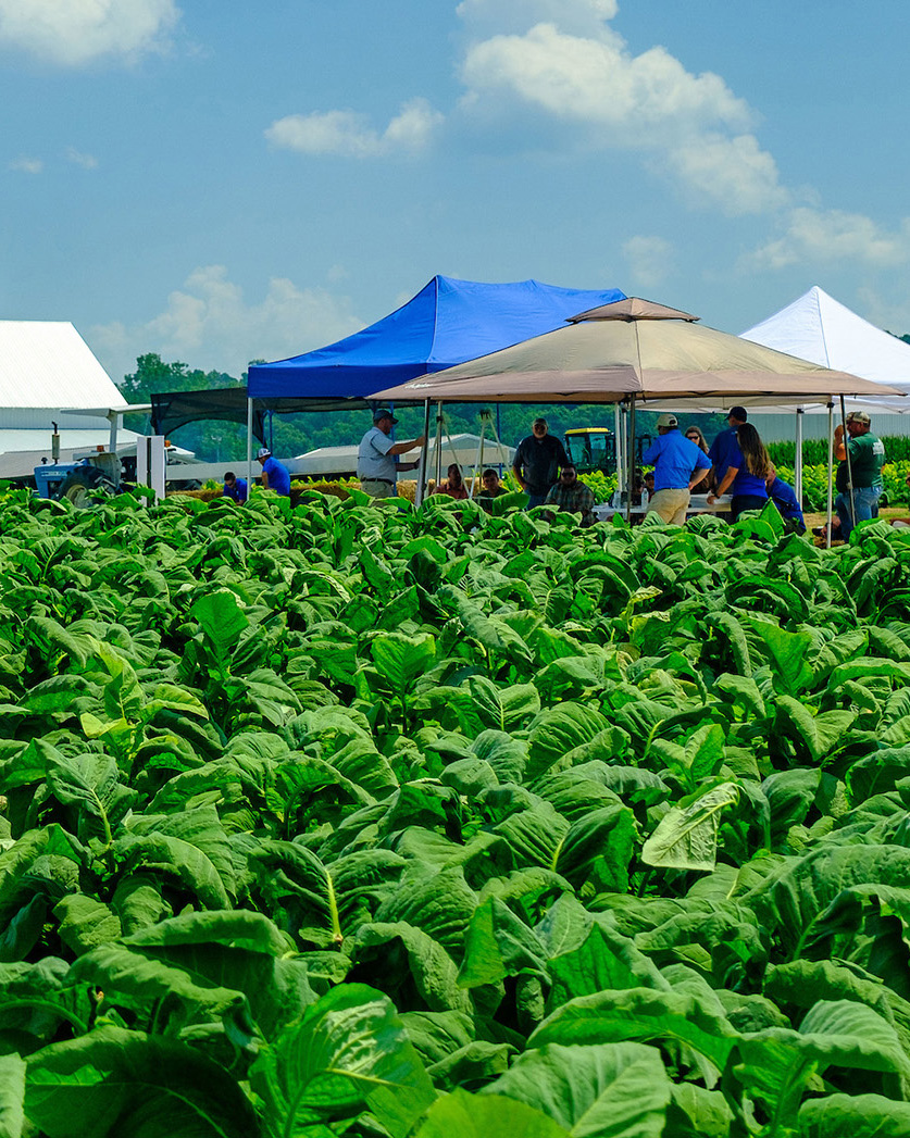 Tobacco at UKREC, Princeton, KY