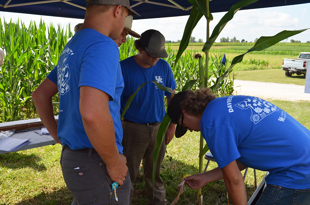 Looking for nutrient deficiencies in corn - crop scouting competition