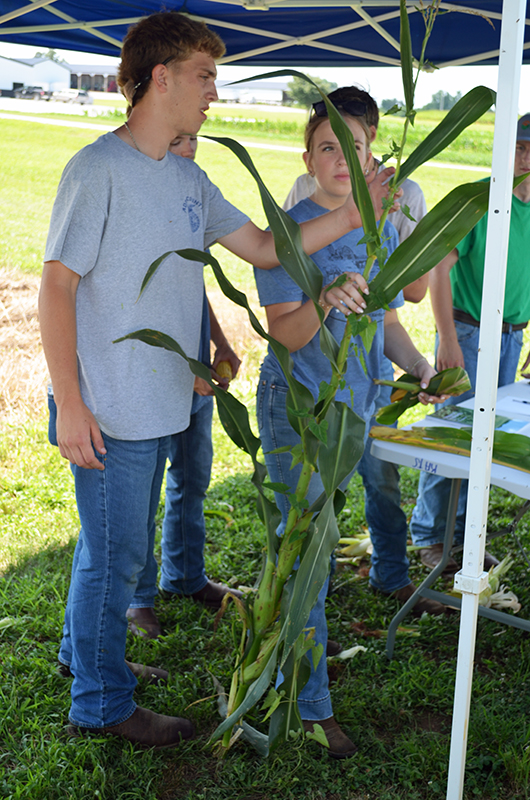 Looking at corn in crop scouting competition.