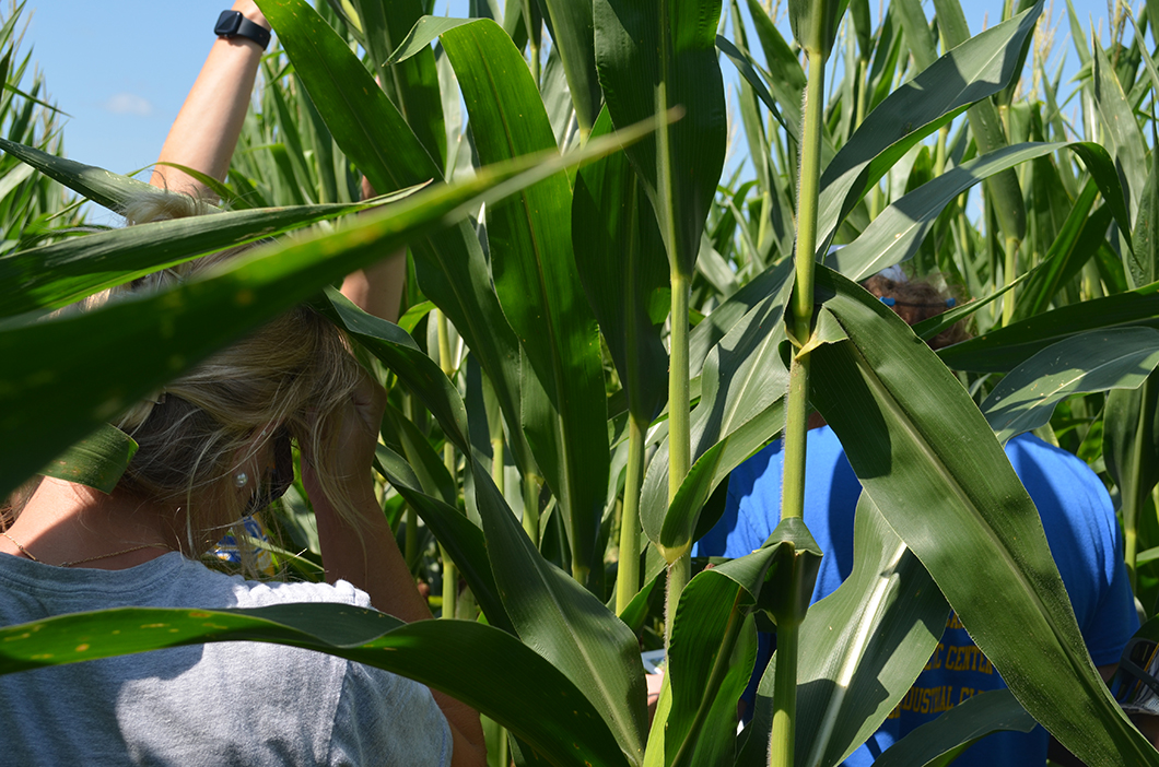 In the corn - crop scouting competition