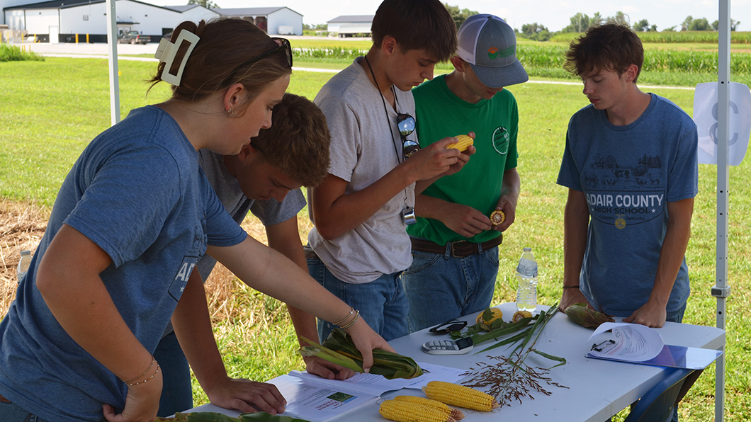 student looking at corn - crop scouting competition