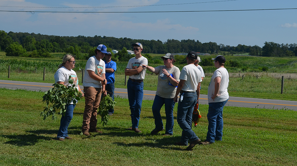 soybeans - crop scouting competition