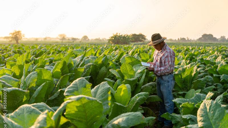 Tobacco