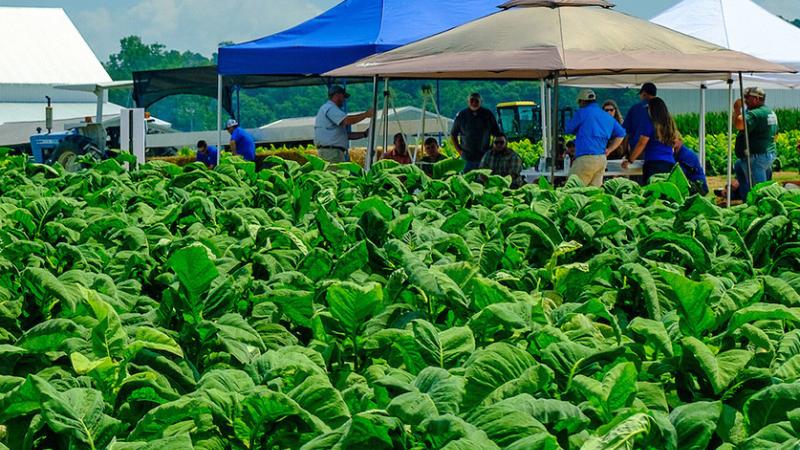 Tobacco at UKREC, Princeton, KY
