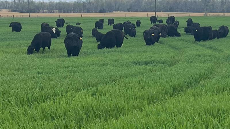 Beef cattle grazing wheat, UKREC at Princeton, KY